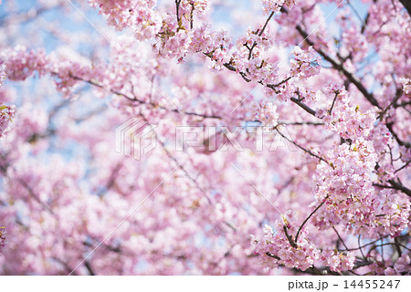 満開の河津桜 14455247