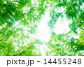 新緑のケヤキ林 14455248