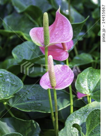 spadix 14455667
