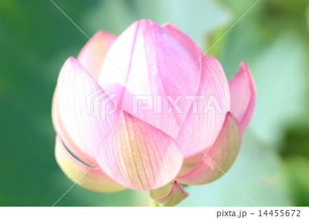 蓮の花 14455672