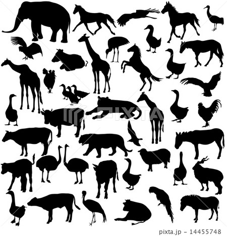 Set  silhouettes  animals and birds in the zoo  14455748