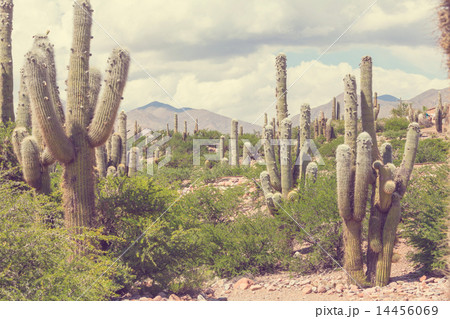 Northern Argentina Northern Argentina 14456069