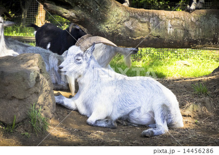 白ヤギ 14456286