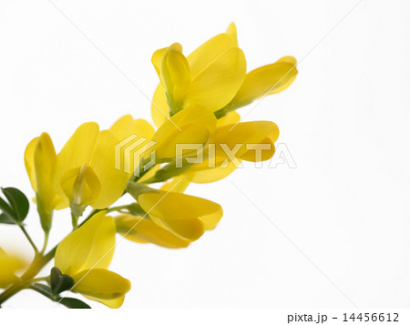 黄色の姫金雀枝 14456612