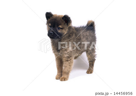 甲斐犬 14456956