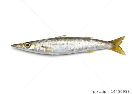 カマス 14456958