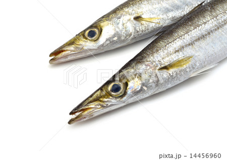 カマス 14456960