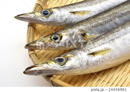 カマス カマス 14456961