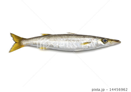 カマス カマス 14456962