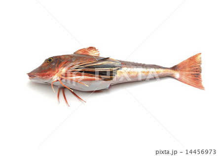 ホウボウ ホウボウ 14456973