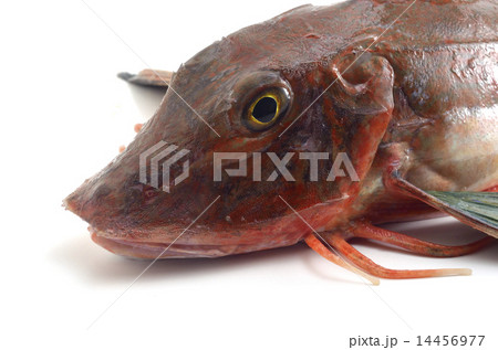 ホウボウ ホウボウ 14456977