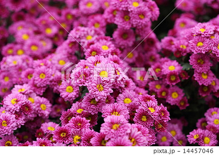 beautiful Chrysanthemum flower blooming 14457046