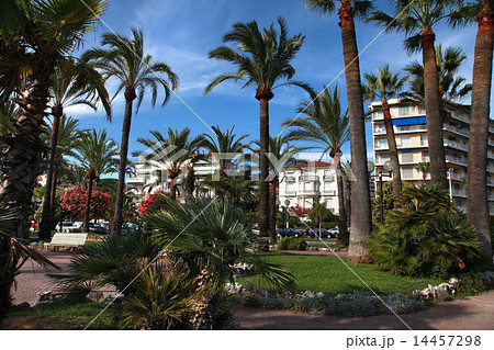 Palm trees on the Croisette in Cannes city Palm trees on the Croisette in Cannes city 14457298