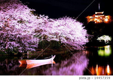 横浜市 三渓園 外苑 大池 旧燈明寺三重塔 重要文化財 夜桜 ライトアップの写真素材