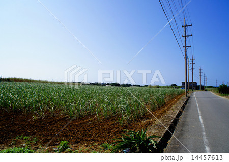 サトウキビ畑 ~沖縄・波照間島~ サトウキビ畑 ~沖縄・波照間島~ 14457613