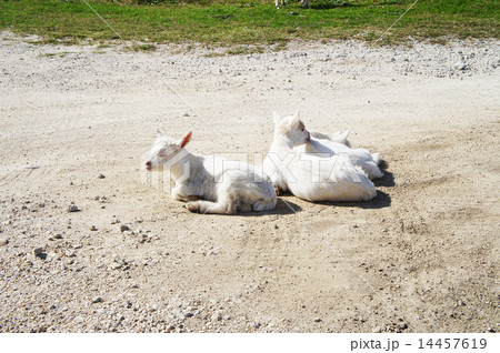 子ヤギの昼休み ~沖縄・波照間島~ 子ヤギの昼休み ~沖縄・波照間島~ 14457619