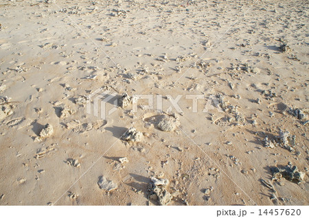 離島の砂浜 ~沖縄・波照間島~ 離島の砂浜 ~沖縄・波照間島~ 14457620