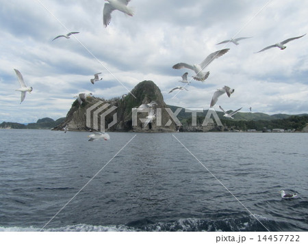 カモメ乱舞(黄金岬・積丹半島/北海道) カモメ乱舞(黄金岬・積丹半島/北海道) 14457722