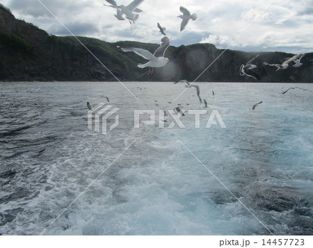 カモメ乱舞（黄金岬・積丹半島/北海道） 14457723
