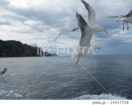 カモメ乱舞(黄金岬・積丹半島/北海道) カモメ乱舞(黄金岬・積丹半島/北海道) 14457728