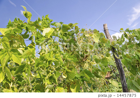 Green stalks of a string bean in the garden 14457875