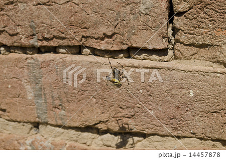 Spider and hers victim caught in the web Spider and hers victim caught in the web 14457878