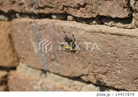 Spider and hers victim caught in the web  14457879