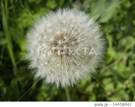Happy Dandelion 14458042