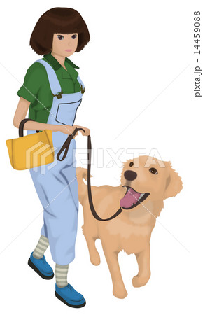 ゴールデンレトリバーと犬の散歩をする女性のイラスト素材