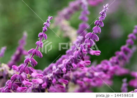 flowers of salvia flowers of salvia 14459818
