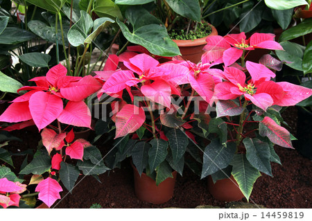 Fairest poinsettia, Euphorbla pulcherrima Fairest poinsettia, Euphorbla pulcherrima 14459819