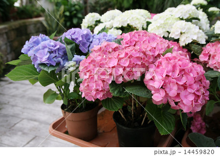 Hydrangea macrophylla Hydrangea macrophylla 14459820