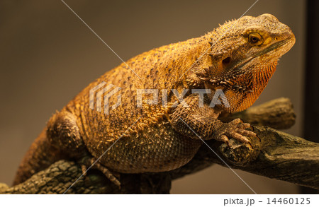 A bearded dragon warms himself on his perch. 14460125
