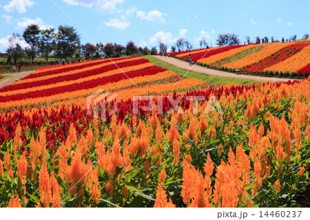 那須フラワーワールド 那須フラワーワールド 14460237