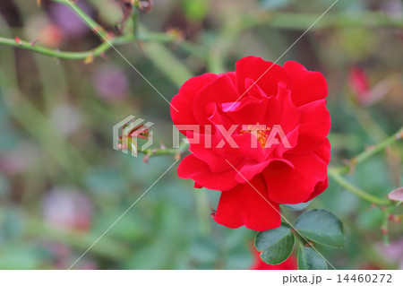 マイナーフェアー・バラの花 マイナーフェアー・バラの花 14460272