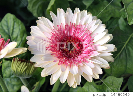 Gerbera Gerbera 14460549