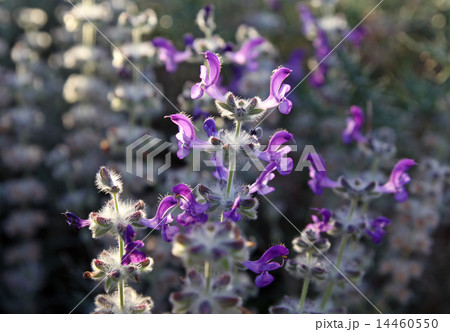 Salvia lanigera 14460550