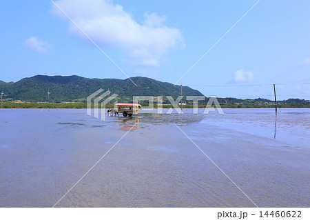 由布島　水牛車が行く　背景は西表島 14460622
