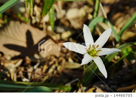 ヒロハノアマナ ヒロハノアマナ 14460705