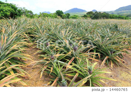 石垣島のパイナップル畑 14460765