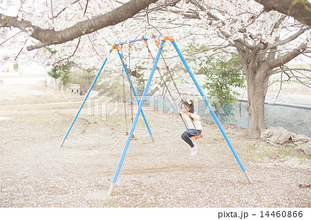 cherry blossom cherry blossom 14460866