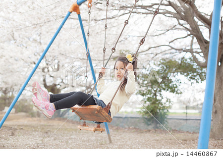 cherry blossom 14460867