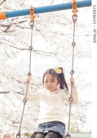 cherry blossom cherry blossom 14460872