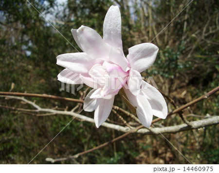 シデコブシ シデコブシ 14460975