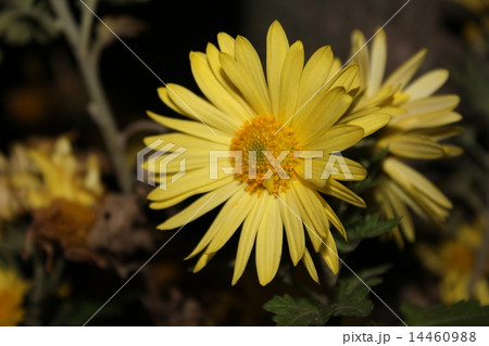 秋 野菊 鎮魂の華 秋 野菊 鎮魂の華 14460988