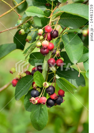 ジューンベリーの実が色付いています 14461259