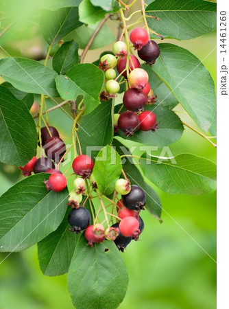 ジューンベリーの実が色付いています 14461260