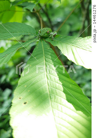 朴の木の葉に乗って陽避けをしているモリアオガエル 14461276