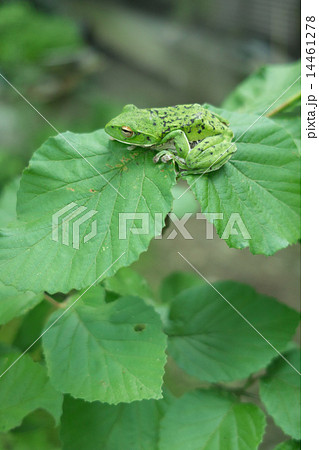 葉っぱに乗って眠むそうなモリアオガエル 14461278