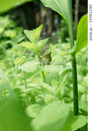 ハッカの葉に乗り、お腹を膨らませているモリアオガエル 14461280
